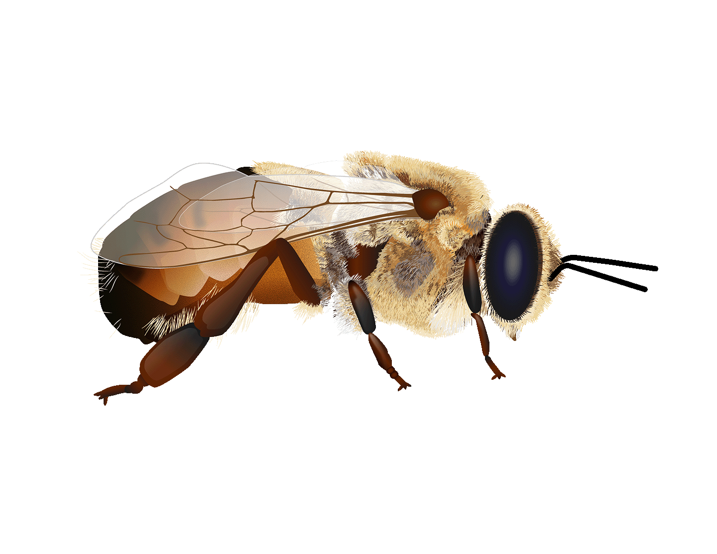 2D illustration of a drone honeybee